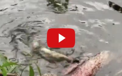 When Life Gives You Gators…