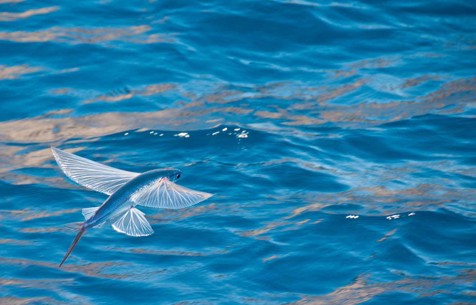 The Atlantic Flying Fish: A Sight Always Worth the Trip - ROFFS™