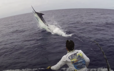 Fighting Blue Marlin 1075 lbs Grander! Amazing jumps!