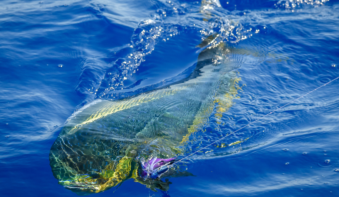 How To Bring More Mahi To The Boat….Video