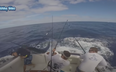 Amazing Dangerous Giant Black Marlin Fishing