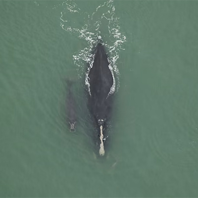 Emergency Rule to Protect Right Whales Denied
