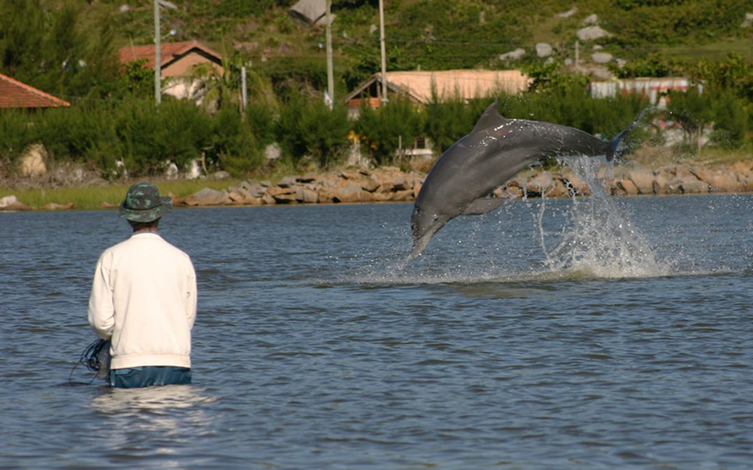 Dolphins and Humans Team up to Catch Fish in Brazil